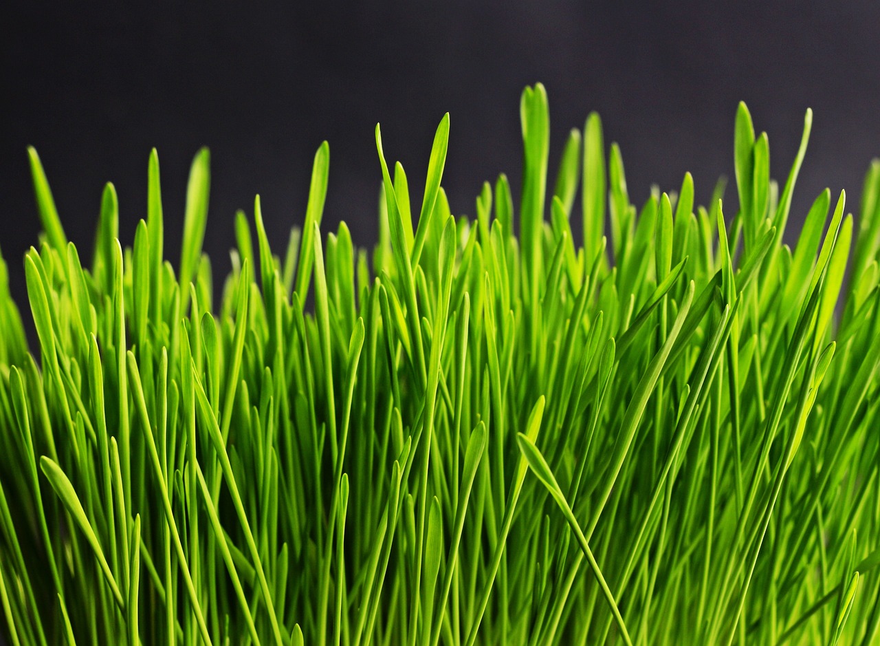 악보와 뜻풀이가 있는 해설 남도 민요